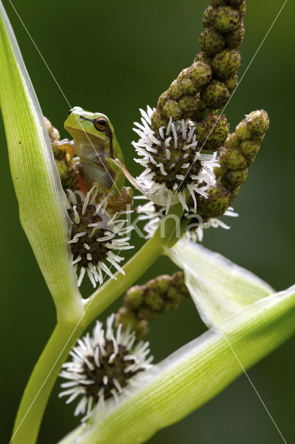 Boomkikker (Hyla crucifer)