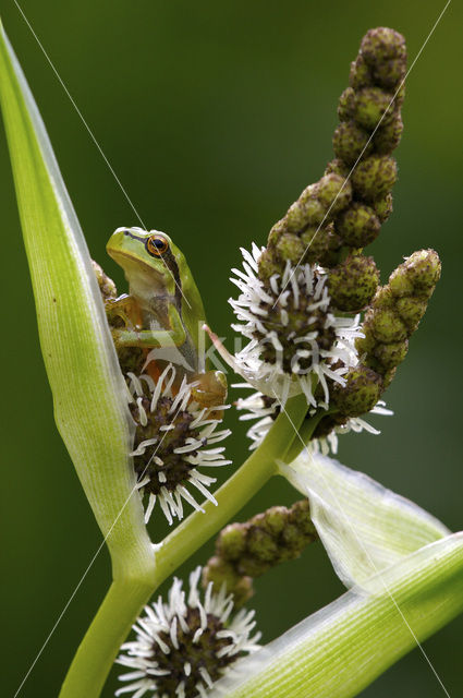 Boomkikker (Hyla crucifer)