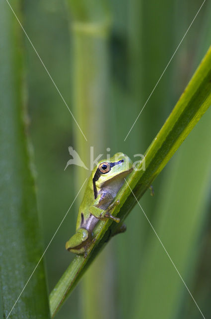 Boomkikker (Hyla crucifer)