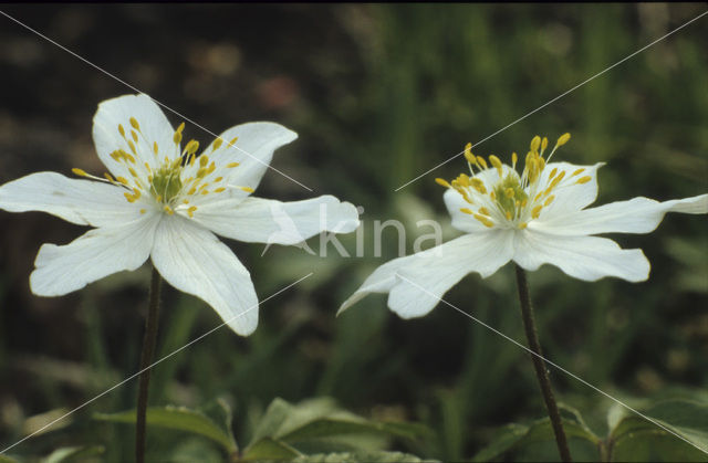 Wood Anemone (Anemone nemorosa)