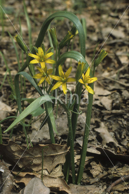 Bosgeelster (Gagea lutea)