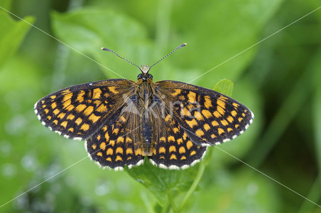 Bosparelmoervlinder (Melitaea athalia)