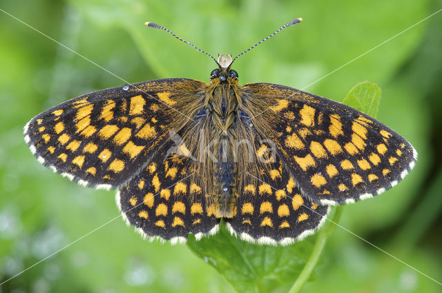 Heath Fritillary (Melitaea athalia)