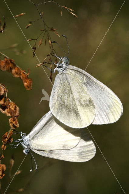 Wood White (Leptidea sinapis)