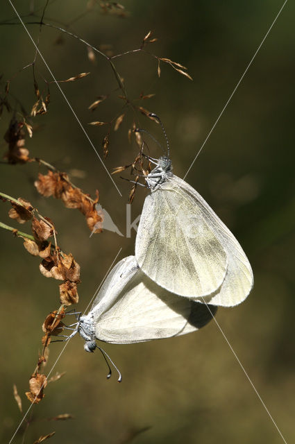 Wood White (Leptidea sinapis)