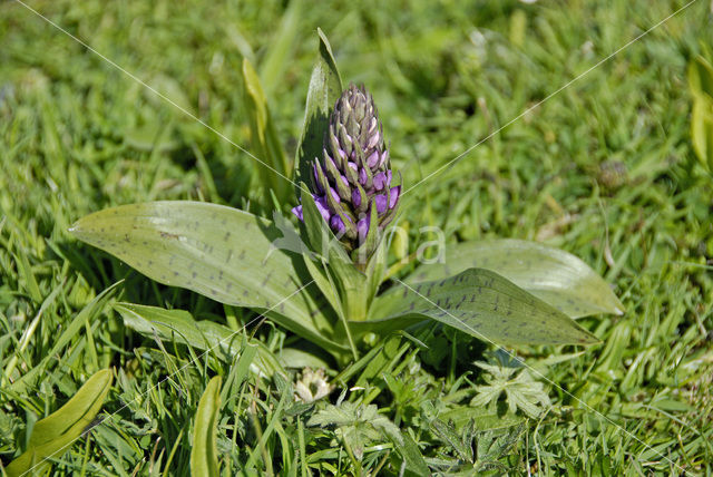 Western Marsh-orchid (Dactylorhiza majalis)