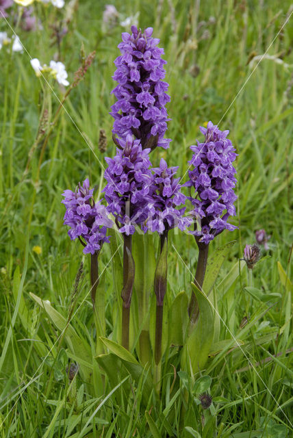 Western Marsh-orchid (Dactylorhiza majalis)