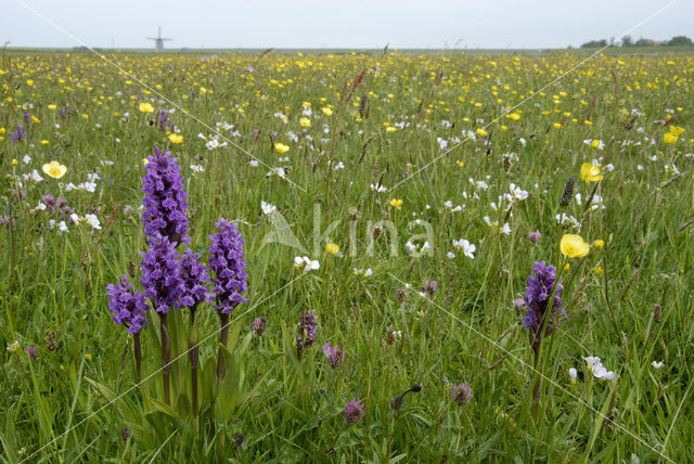 Western Marsh-orchid (Dactylorhiza majalis)
