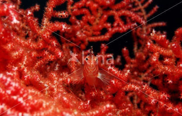 Dwarf hawkfish (Cirrhitichthys falco)
