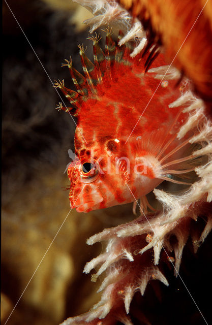 Bruine rotsspringer (Cirrhitichthys falco)