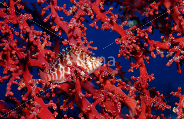 Dwarf hawkfish (Cirrhitichthys falco)