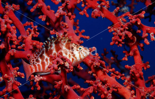 Bruine rotsspringer (Cirrhitichthys falco)