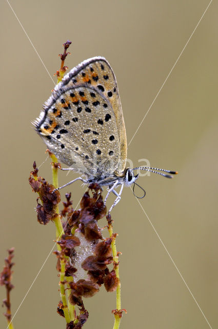 Sooty Copper (Lycaena tityrus)