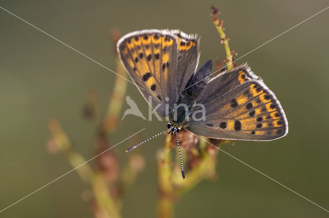 Sooty Copper (Lycaena tityrus)