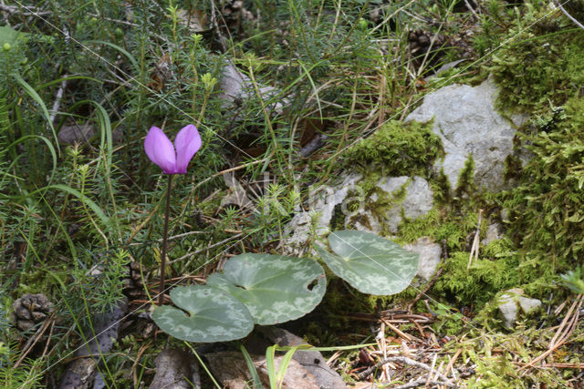 Cyclaam (Cyclamen purpurascens)