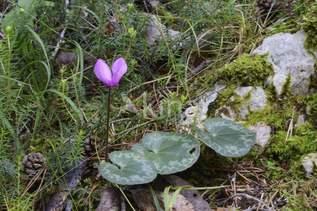 Cyclaam (Cyclamen purpurascens)