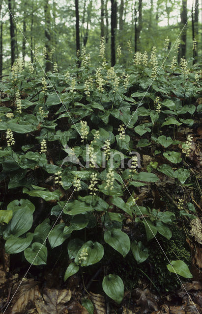 May Lily (Maianthemum bifolium)