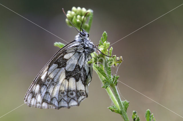 Marbled White (Melanargia galathea)