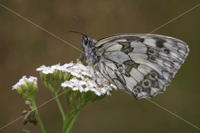 Marbled White (Melanargia galathea)