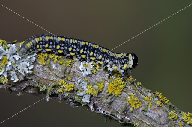 pine sawfly (Diprion pini)