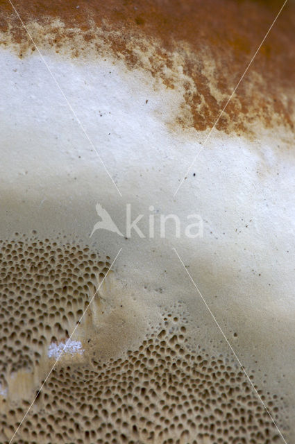 Dennenmoorder (Heterobasidion annosum)