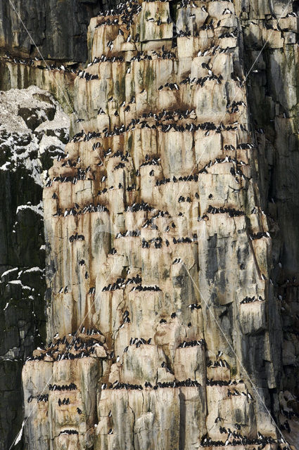 Brünnich's Guillemot