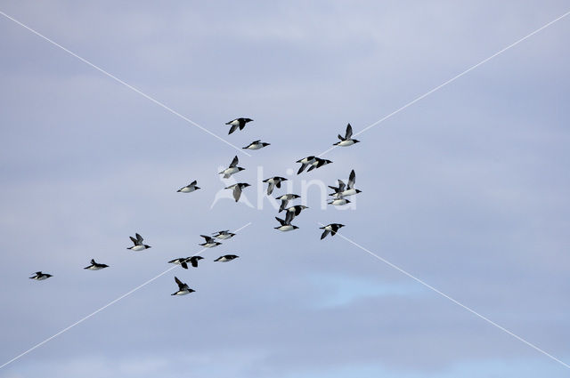 Dikbekzeekoet (Uria lomvia)
