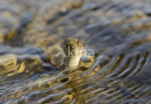 Dobbelsteenslang (Natrix tesselata)