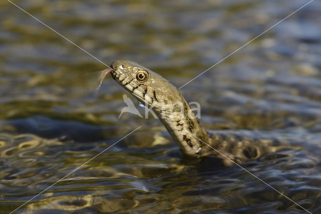 Dobbelsteenslang (Natrix tesselata)