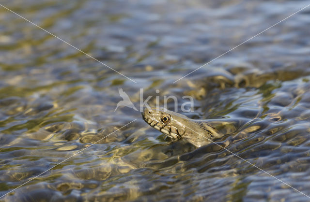 Dice snake (Natrix tesselata)