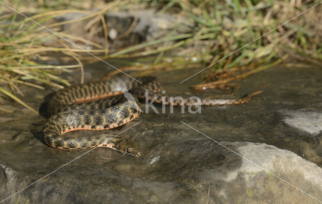 Dobbelsteenslang (Natrix tesselata)