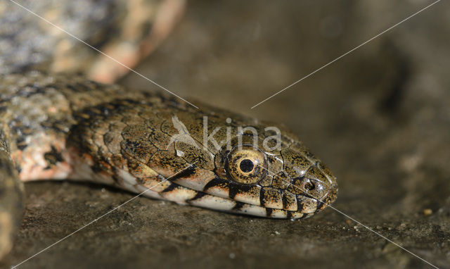 Dobbelsteenslang (Natrix tesselata)