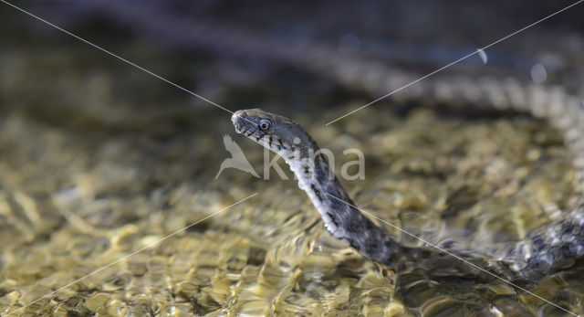 Dobbelsteenslang (Natrix tesselata)