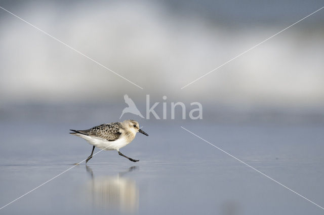 Drieteenstrandloper (Calidris alba)