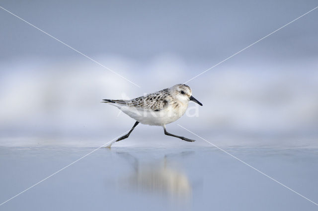 Drieteenstrandloper (Calidris alba)