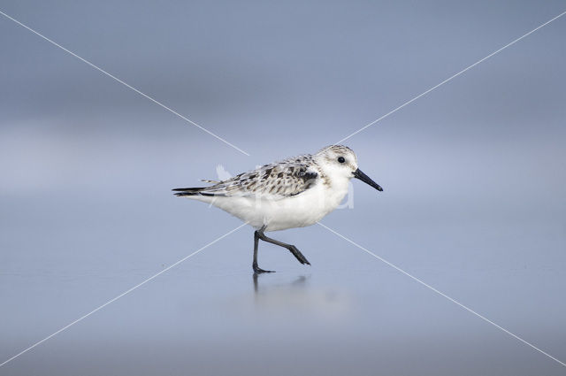 Drieteenstrandloper (Calidris alba)
