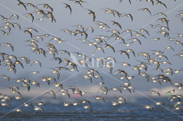 Drieteenstrandloper (Calidris alba)