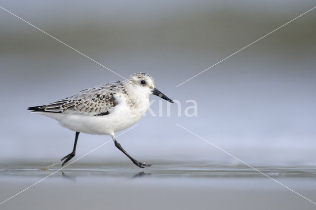 Drieteenstrandloper (Calidris alba)