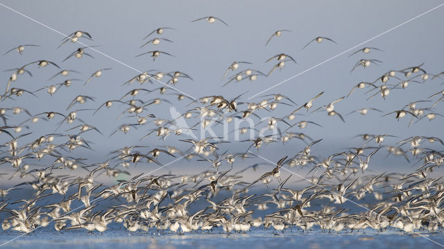 Drieteenstrandloper (Calidris alba)