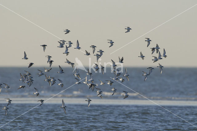 Drieteenstrandloper (Calidris alba)