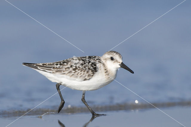 Drieteenstrandloper (Calidris alba)