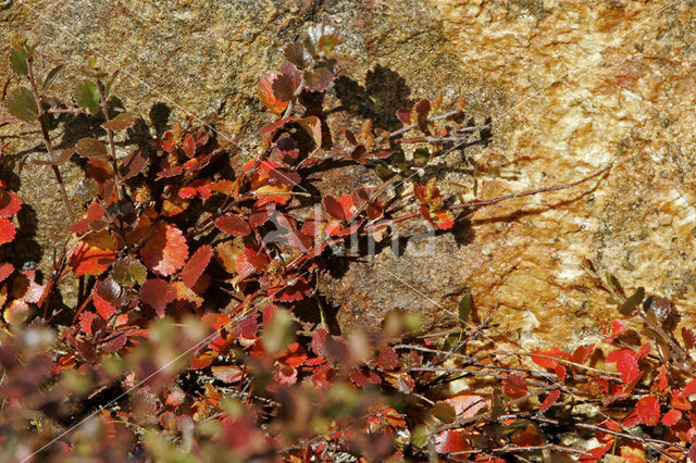dwarf birch (Betula nana)