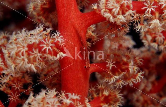 Gorgonian goby (Bryaninops amplus)