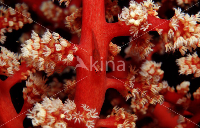 Gorgonian goby (Bryaninops amplus)