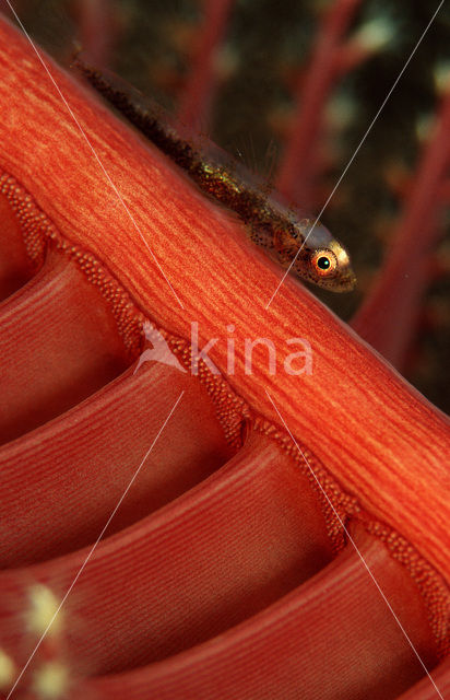 Loki whip-goby (Bryaninops loki)