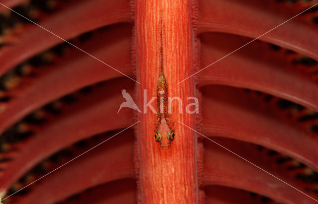 Loki whip-goby (Bryaninops loki)