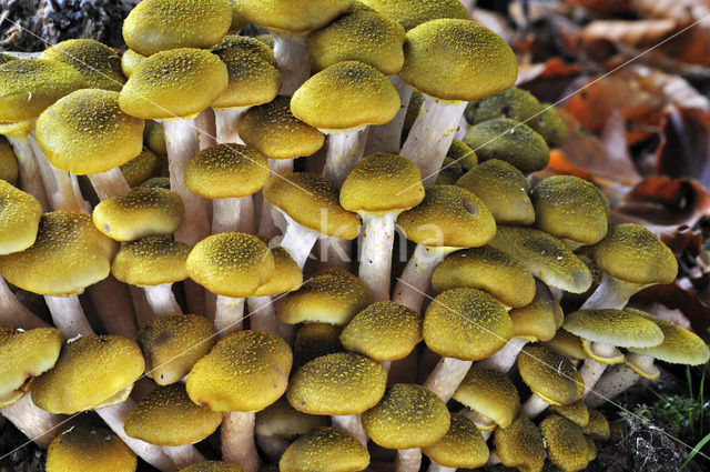 Echte honingzwam (Armillaria mellea)