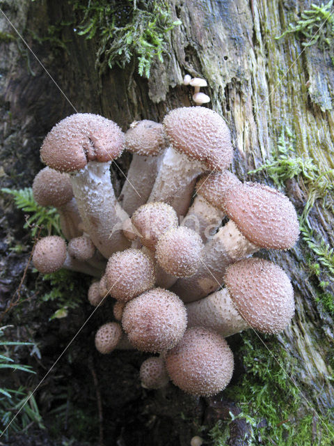 Echte honingzwam (Armillaria mellea)