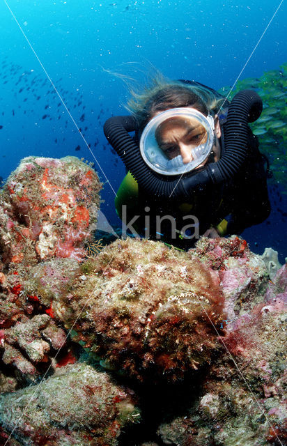 Reef stonefish (Synanceia verrucosa)