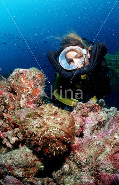 Reef stonefish (Synanceia verrucosa)